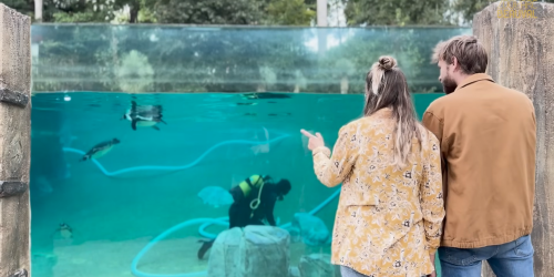 Métier du Zoo : Plongeur Entretien Bassins - Domaine d'activité : Animalier - Plongeur nettoyant le fond du bassin des manchots devant des visiteurs