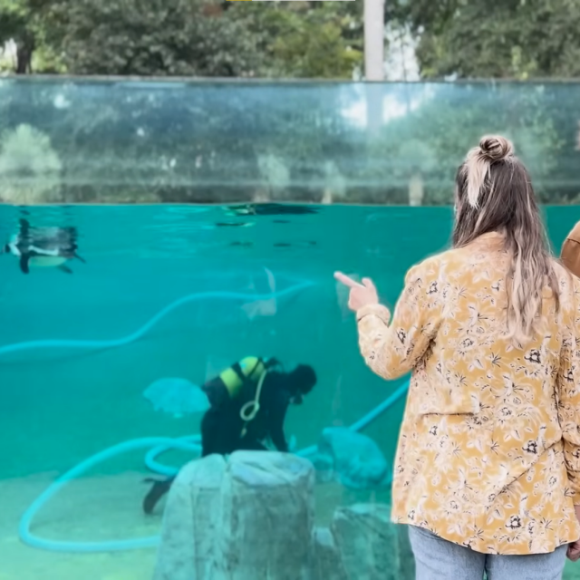Métier du Zoo : Plongeur Entretien Bassins - Emploi - ZooParc de Beauval - Plongeur nettoyant le fond du bassin des manchots devant des visiteurs