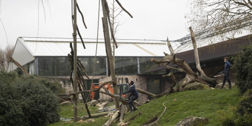 Métier du Zoo : Bûcheron Elagueur - Domaine d'activité : Espaces Verts - Bûcheron s'occupant d'agrès dans l'enclos extérieur des gorilles