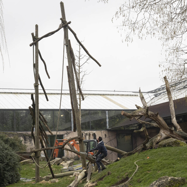 Métier du Zoo : Bûcheron Elagueur - Emploi - ZooParc de Beauval - Bûcheron s’occupant d’agrès dans l’enclos extérieur des gorilles