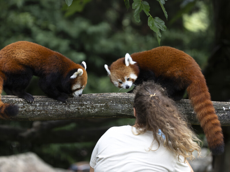 Nourrissage de pandas roux