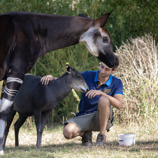 Métiers du ZooParc de Beauval - Soigneur avec un okapi et un céphalophe à dos jaune