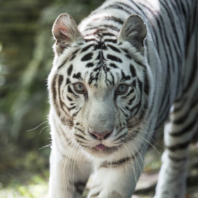 Les raisons de rejoindre Beauval - Emploi - ZooParc de Beauval - Le tigre blanc, un des emblèmes du ZooParc de Beauval