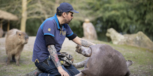 Métier du Zoo : Soigneur animalier - Domaine d'activité : Animalier - Soigneur désensibilisant un tapir terrestre