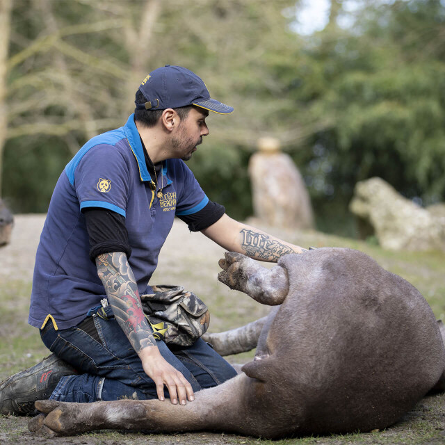 Métier du Zoo : Soigneur animalier - Emploi - ZooParc de Beauval - Soigneur désensibilisant un tapir terrestre