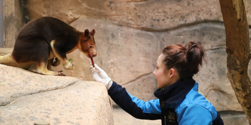 Métier du Zoo : Aide soigneur - Domaine d'activité : Animalier - Soigneuse nourrissant un kangourou arboricole