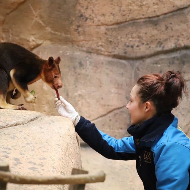 Métier du Zoo : Aide soigneur - Emploi - ZooParc de Beauval - Soigneuse nourrissant un kangourou arboricole