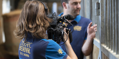 Métier du Zoo : Cadreur Monteur - Domaine d'activité : Communication et Education - Soigneur dans les coulisses des girafes filmé par la cadreuse