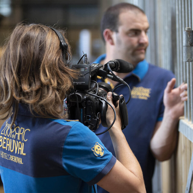 Métier du Zoo : Cadreur Monteur - Emploi - ZooParc de Beauval - Soigneur dans les coulisses des girafes filmé par la cadreuse