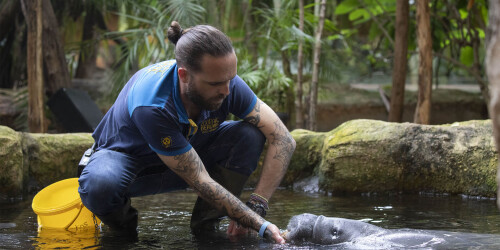 Métier du Zoo : Chef de secteur - Domaine d'activité : Animalier - Soigneur faisant un training avec un lamantin