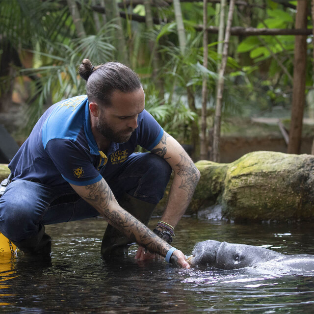 Métier du Zoo : Chef de secteur - Emploi - ZooParc de Beauval - Soigneur faisant un training avec un lamantin