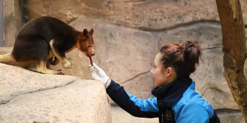 Métier du Zoo : Soigneur animalier - Domaine d'activité : Animalier - Soigneuse nourrissant un kangourou arboricole