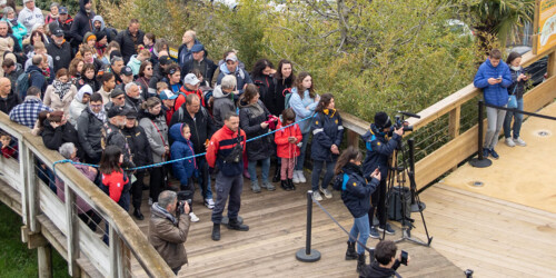 Métier du Zoo : Chef d'Equipe Sécurité - Domaine d'activité : Sécurité - Sécurité bloquant le passage pour un discours de la direction du ZooParc de Beauval