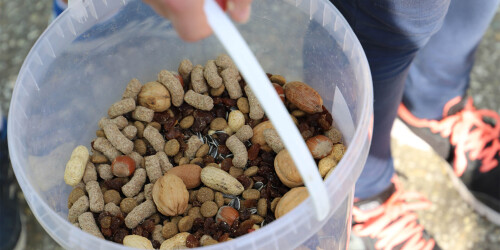 Métier du Zoo : Préparateur Repas Animaux - Domaine d'activité : Animalier - Seau rempli de graines, noix et cacahuètes pour nourrir les animaux de Beauval