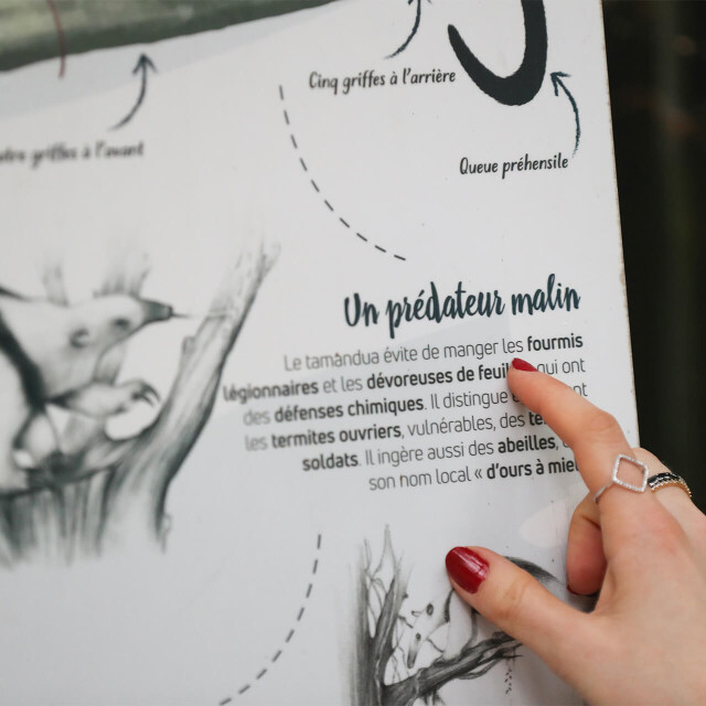 Métier du Zoo : Communication et Education - Emploi - ZooParc de Beauval - Panneau pédagogique parlant du tamandua présent au Dôme Équatorial