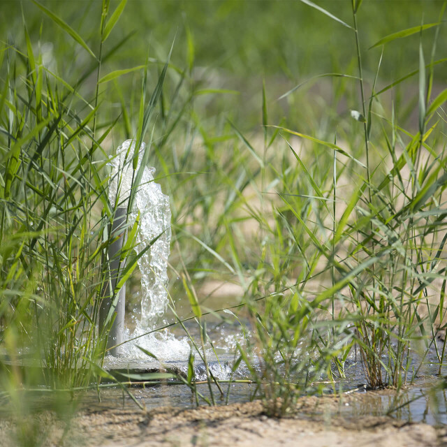 Métier du Zoo : Environnement et Support Production - Emploi - ZooParc de Beauval - Phytoépuration à l’écocentre du ZooParc de Beauval