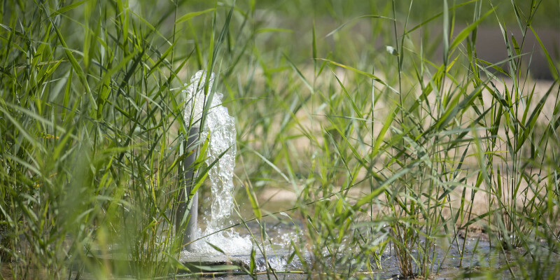 Phytoépuration à l'écocentre du ZooParc de Beauval