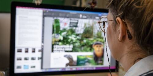 Métier du Zoo : Graphiste - Domaine d'activité : Communication et Education - Graphiste préparant un flyer du ZooParc de Beauval sur son ordinateur