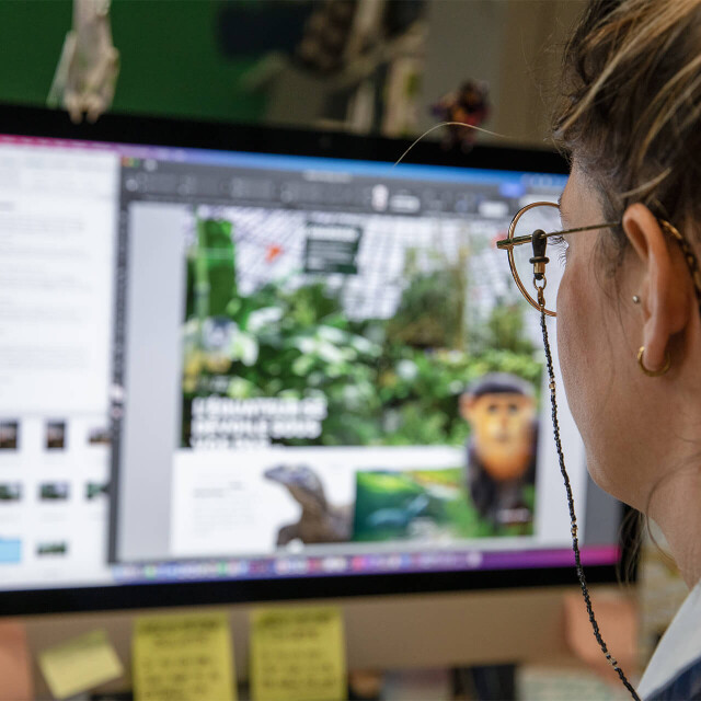Métier du Zoo : Graphiste - Emploi - ZooParc de Beauval - Graphiste préparant un flyer du ZooParc de Beauval sur son ordinateur