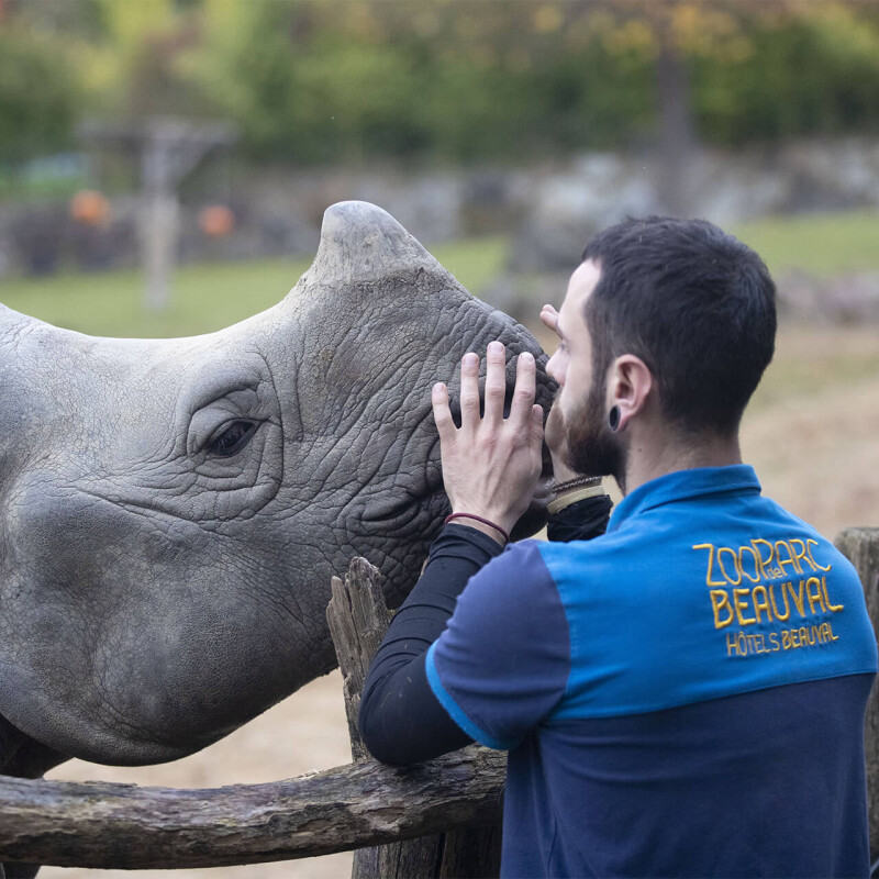 Complicité entre le rhinocéros indien et le soigneur - Une histoire de passionnés - ZooParc de Beauval