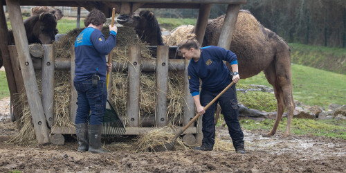 Métier du Zoo : Aide soigneur - Domaine d'activité : Animalier - Soigneurs préparant le foin pour les dromadaires