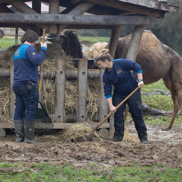 Métier du Zoo : Aide soigneur - Emploi - ZooParc de Beauval - Soigneurs préparant le foin pour les dromadaires