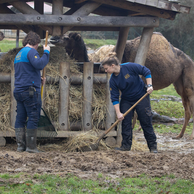 Métier du Zoo : Aide soigneur - Emploi - ZooParc de Beauval - Soigneurs préparant le foin pour les dromadaires