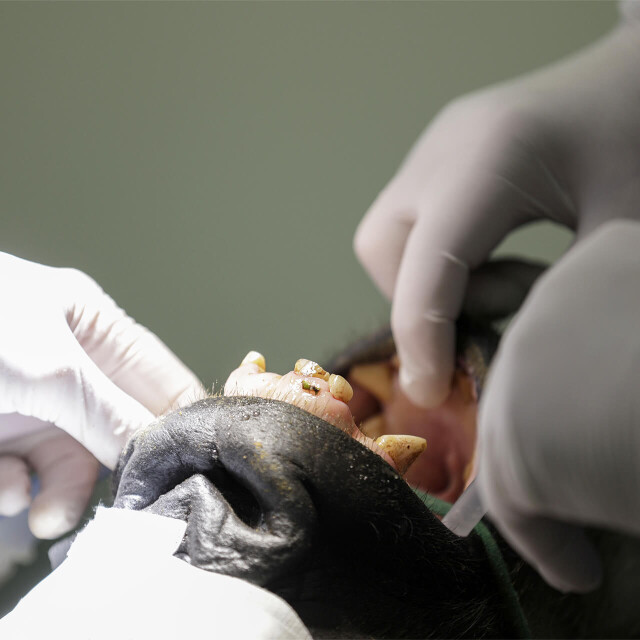 Métier du Zoo : Santé Animale et Recherche - Emploi - ZooParc de Beauval - Opération dentaire sur un gorille