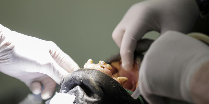 Opération dentaire sur un gorille
