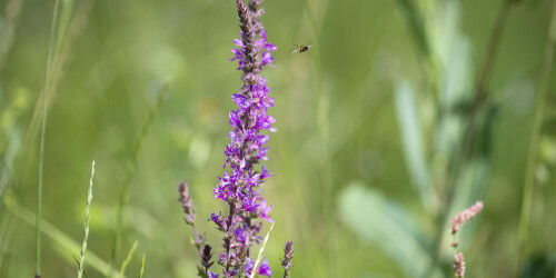 Métier du Zoo : Chargé de Développement Durable - Domaine d'activité : Environnement et Support Production - Plante sauvage et abeille sur site de phytoépuration à l'écocentre