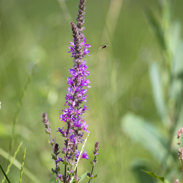 Métier du Zoo : Chargé de Développement Durable - Emploi - ZooParc de Beauval - Plante sauvage et abeille sur site de phytoépuration à l’écocentre