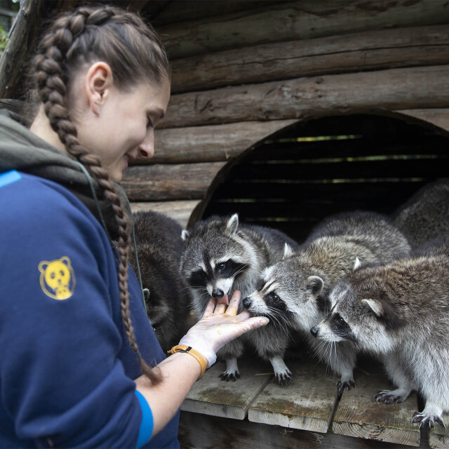 Métier du Zoo : Animalier - Emploi - ZooParc de Beauval - Soigneuse avec le groupe des ratons laveurs