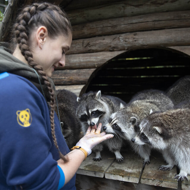 Métier du Zoo : Animalier - Emploi - ZooParc de Beauval - Soigneuse avec le groupe des ratons laveurs