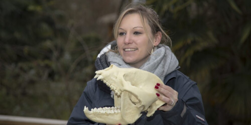 Métier du Zoo : Chargé de Missions Scientifiques - Domaine d'activité : Sciences, Espèces Animales et Conservation - Mission scientifique