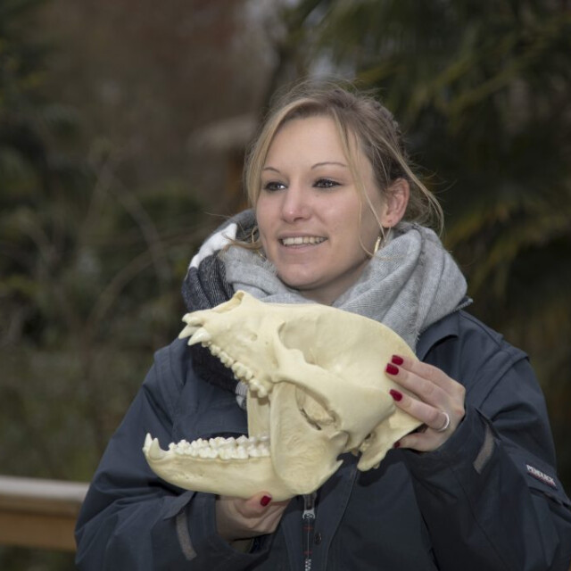 Métier du Zoo : Chargé de Missions Scientifiques - Emploi - ZooParc de Beauval - Mission scientifique