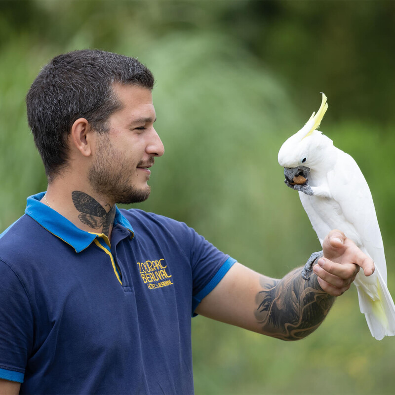 Soigneur de Beauval avec un cacatoès à huppe jaune