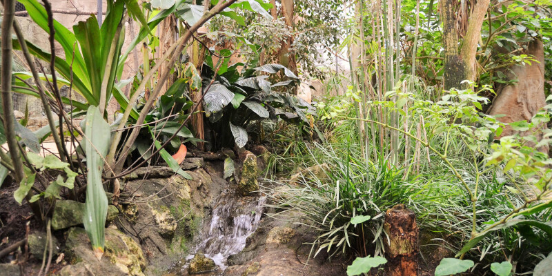 Végétation dans la serre tropicale des oiseaux de Beauval