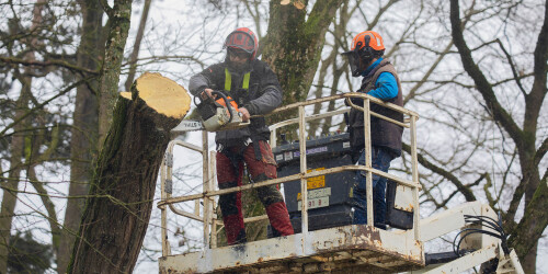 Métier du Zoo : Bûcheron Elagueur - Domaine d'activité : Espaces Verts - Bûcheron s'occupant d'agrès dans l'enclos extérieur des gorilles